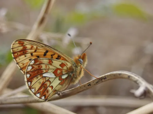 Pearl-bordered Fritillary underwing
