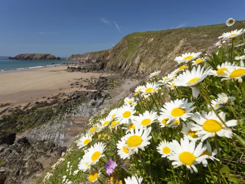 oxeye daisies on the uk coastline