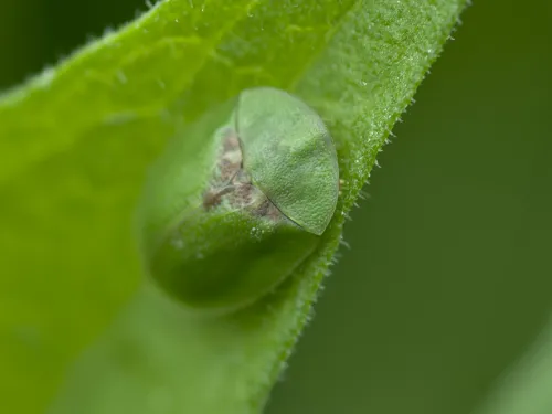 Green Tortoise Beetle
