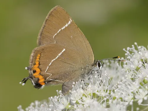White-letter hairstreak butterfly