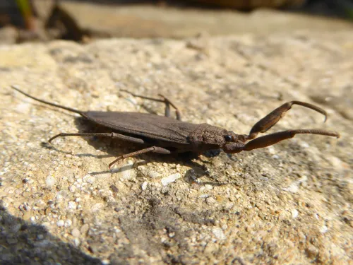 Water scorpion wildlife trust