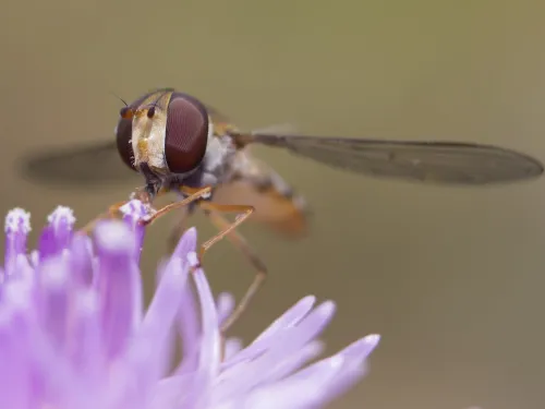 Marmalade hoverfly © Chris Lawrence
