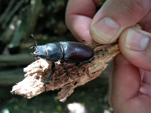 Female stag beetle
