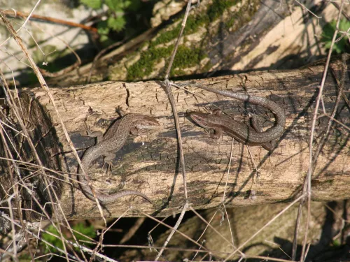 lizards - Steve Songhurst