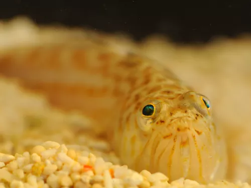 Lesser weaver fish looking very cute and beady eyed on the ocean floor