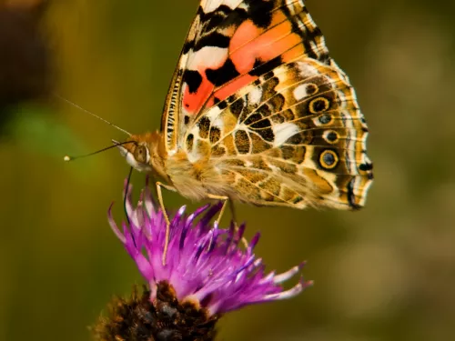 Painted lady butterfly on thistle
