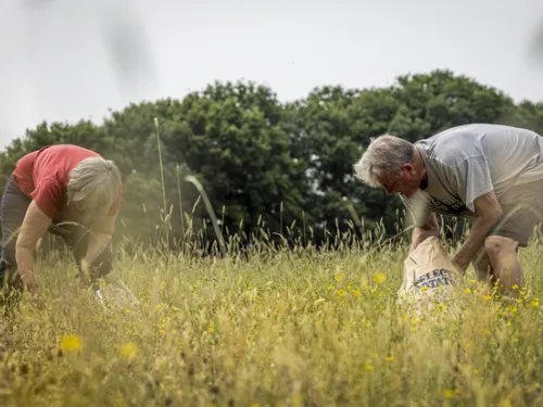 Marden wildlife group collecting seeds in the wildflower meadow
