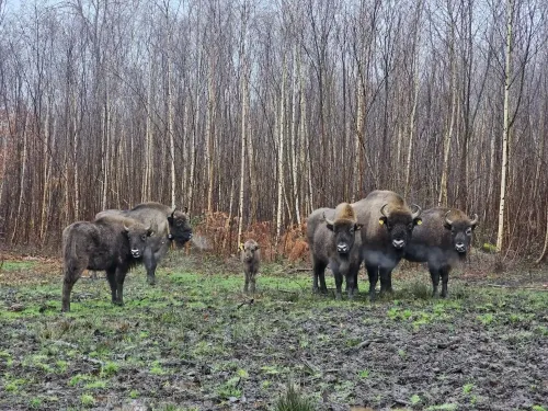 The bison herd at the Blean, with a calf in the middle.