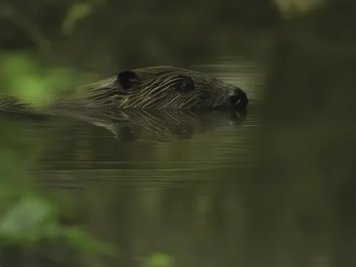 A beaver swimming in freshwater.