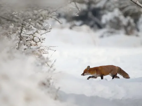 Red Fox (Vulpes vulpes) Vixen in the Snow during winter.
