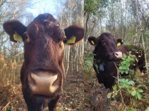 Two pictures showing Sussex cattle at Blean.