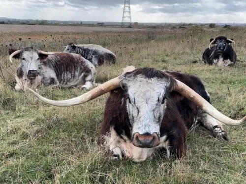 Bob and the other Longhorns sitting in a field