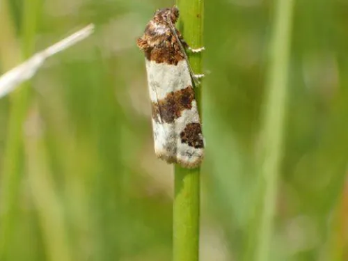 Tiree Twist moth rediscovery Lydden June 2025