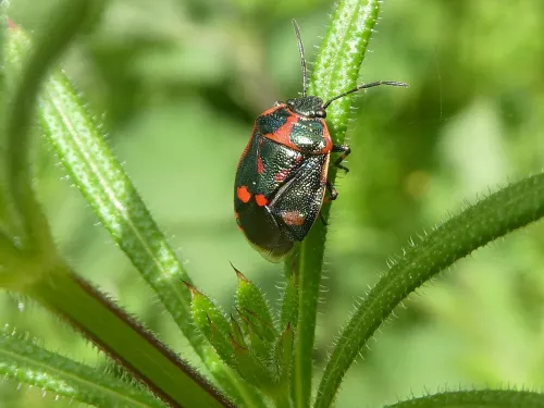 Crucifer-Shieldbug