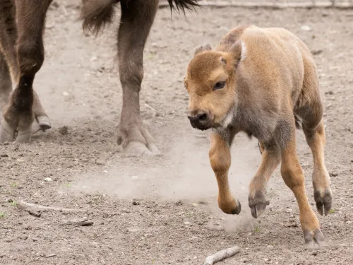 bison calf born in july 2025 running