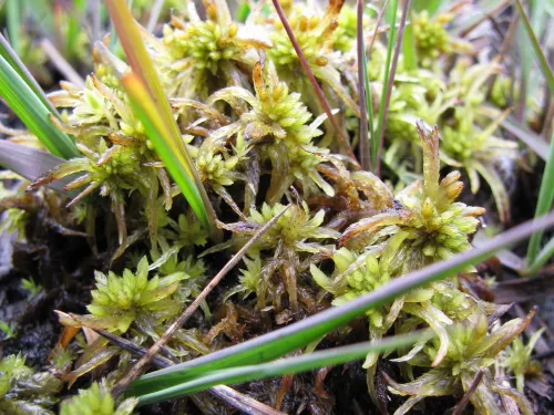 Sphagnum Moss