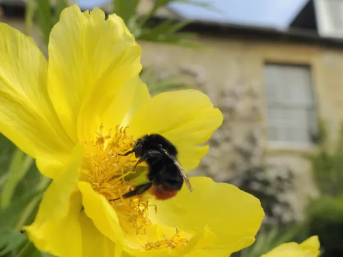 Queen Red-tailed bumblebee feeding on Yellow tree peony flower in garden, with Clematis covered house in the background.