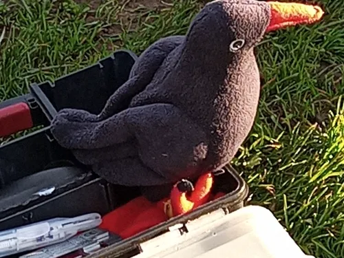 Toy Chough