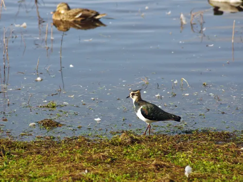 A lapwing at the edge of a lake