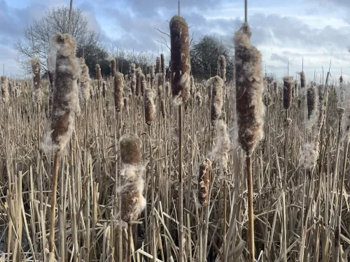 Reed mace