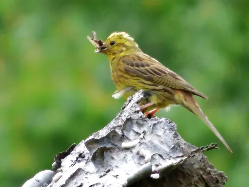 Yellow hammer with lunch