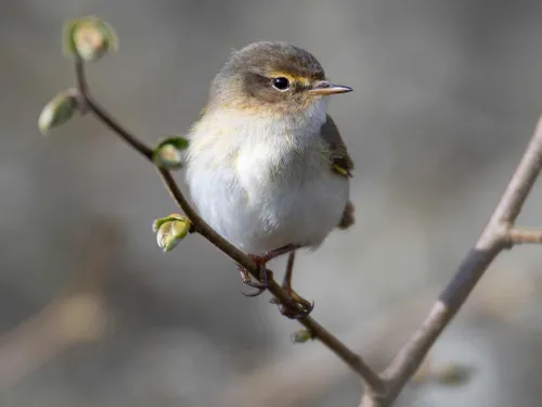 Chiffchaff on a branch
