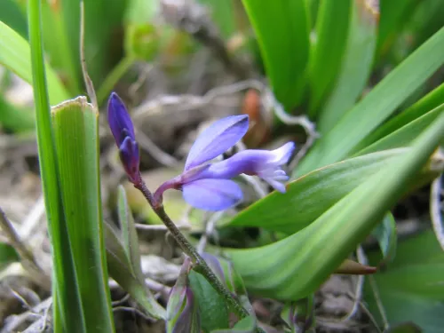 A delicate purple heath milkwort amongst green leaves.