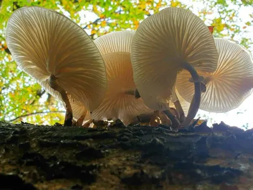 mushroom
