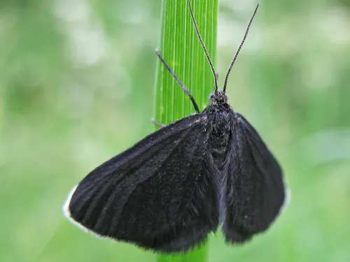 Chimney sweeper moth