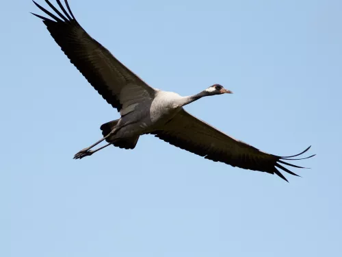 Common crane