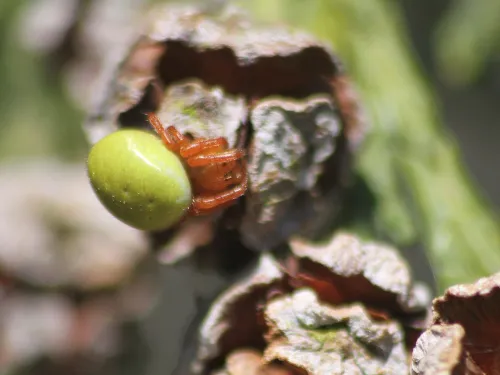 A cucumber spider sitting on a cypress cone. It's a yellowish-brown spider with a bright apple green abdomen, looking a little like a squashed tennis ball