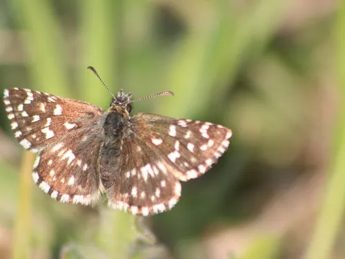 Grizzled skipper